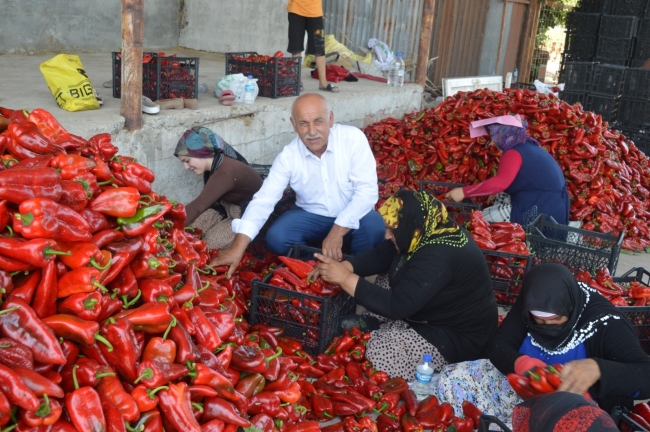 Bafra Ovası'nda kapya biber hasadı başladı