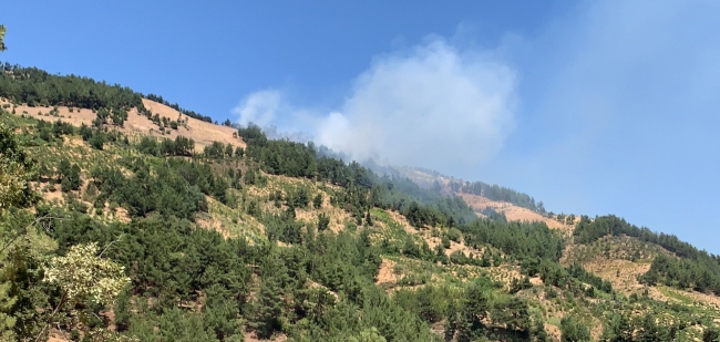 Gaziantep’te 4 hektar orman küle döndü
