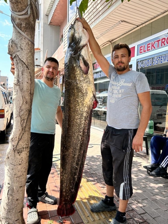 Tekirdağ'da 2 metrelik dev yayın balığı yakalandı
