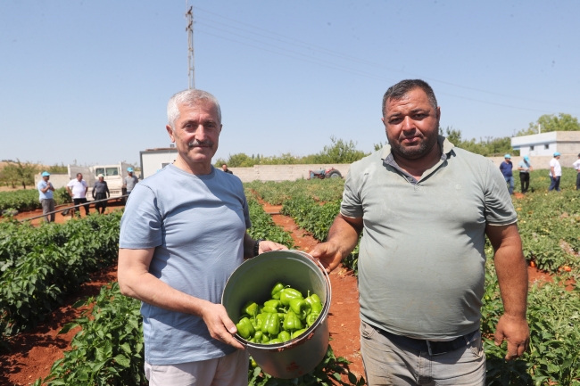 Tahmazoğlu, mahsulü çiftçilerle topladı