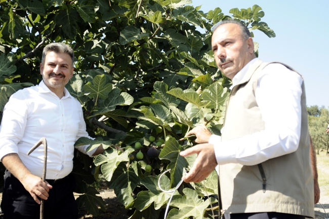 Bursa'nın siyah inciri dünyaya açılıyor