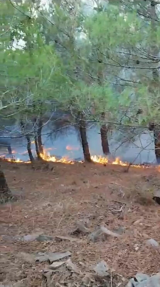 İzmir'de düşen yıldırım ormanı yaktı