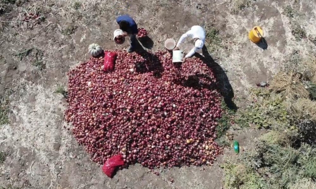'Kılıçlar soğanı'nın hasadı başladı