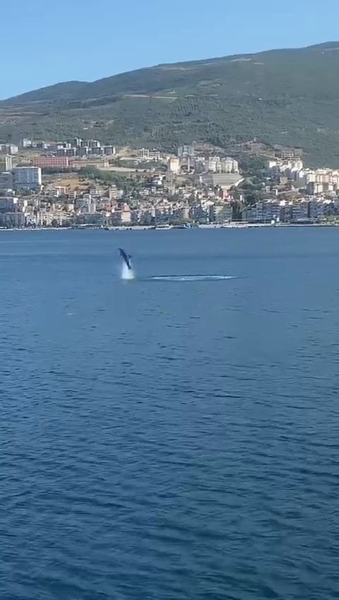 Gemlik Körfezi’nde yunuslar görsel şölen sundu