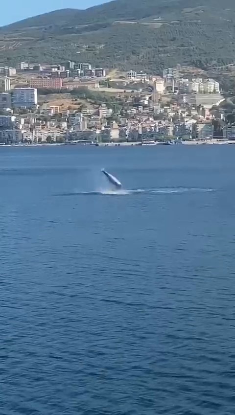 Gemlik Körfezi’nde yunuslar görsel şölen sundu