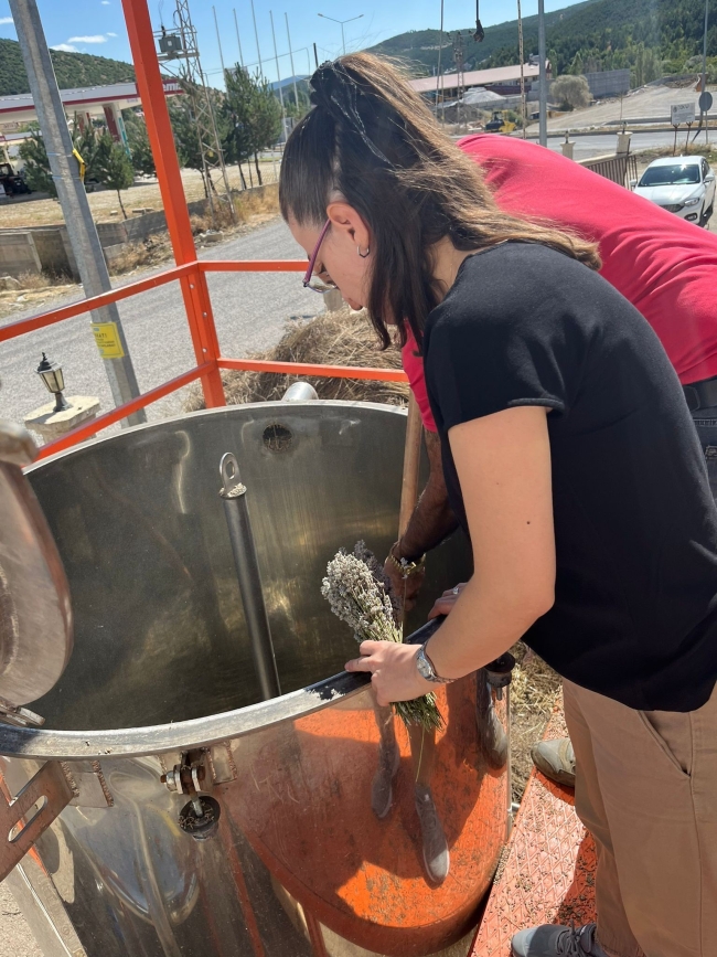 Bayburt'ta lavanta yağı seri üretim çalışmalarına başlandı