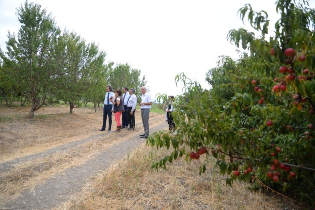 BUÜ’de üretilen 120 şeftali çeşidinin hasadı yapıldı