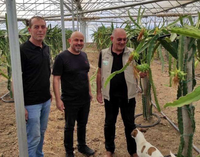 Mudanya'da ejder meyvesi yetiştirdi