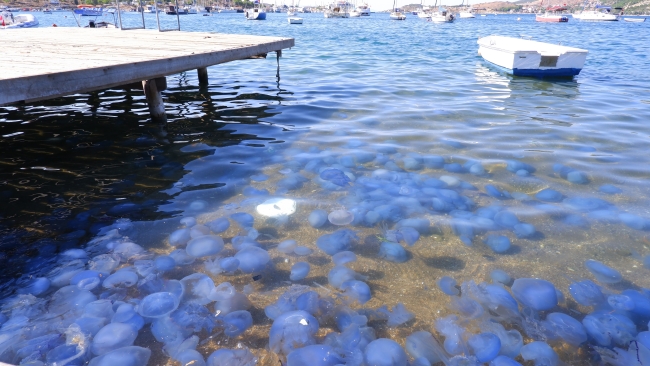 Foça sahillerinde istila sürüyor!