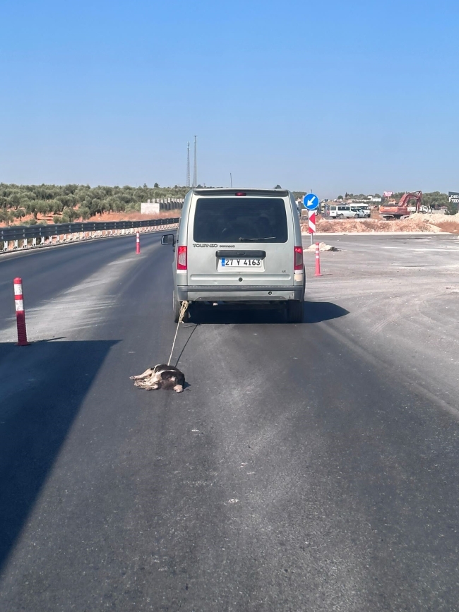 Otomobile bağladığı köpeği sürükleyerek öldürdü