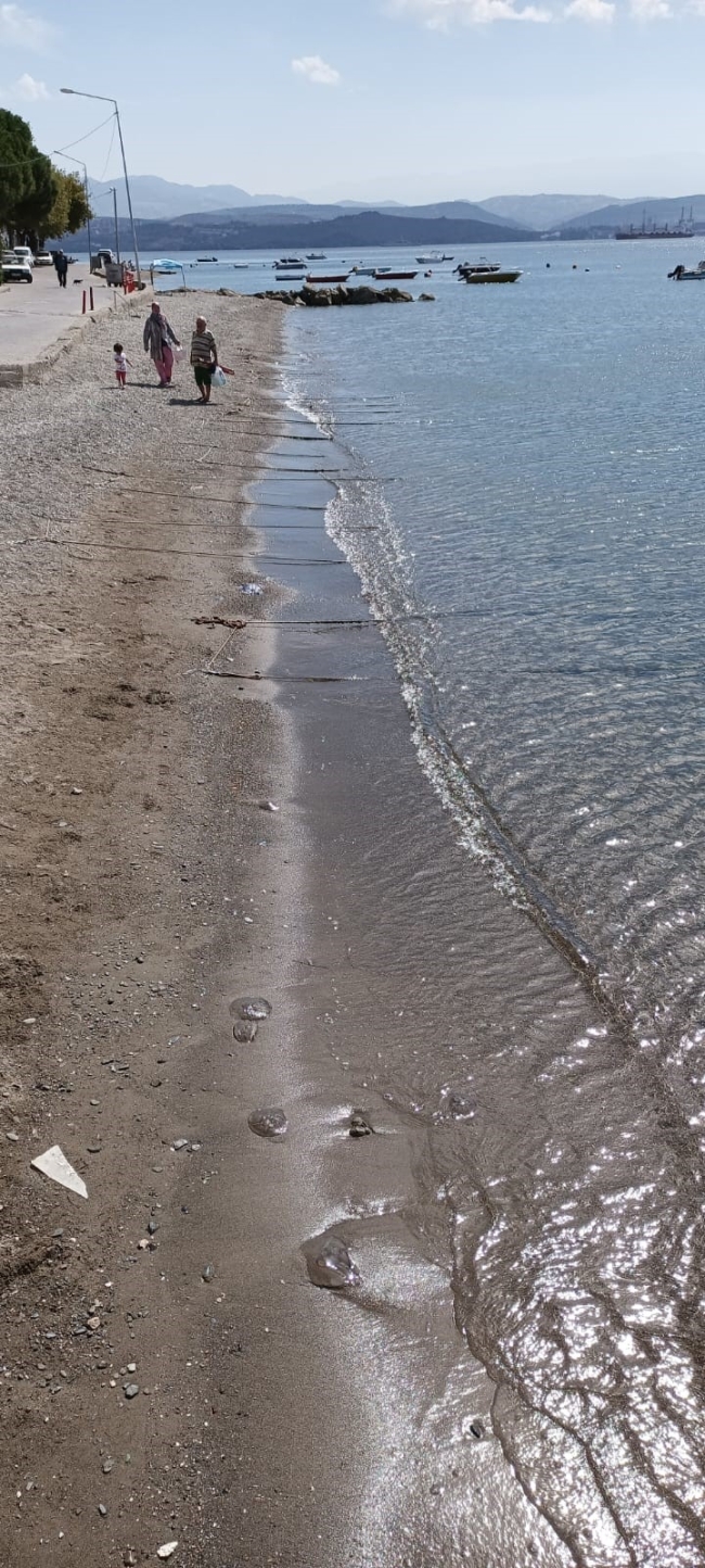 Güney Marmara'da denizanası istilası