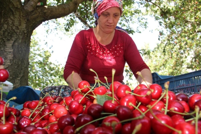 Kiraz ve domates ihracatında rekor kırıldı!