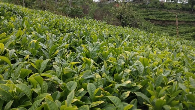 Çay üreticileri kuraklıkla mücadele ediyor
