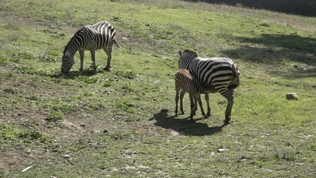 Bursa Hayvanat Bahçesi'nin zebra ailesine 3 yeni üye