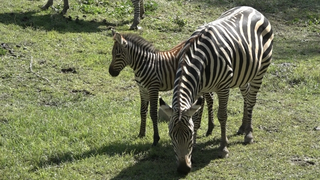 Bursa Hayvanat Bahçesi'nin zebra ailesine 3 yeni üye