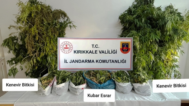 Hint kenevirini hasat ederken yakalandı