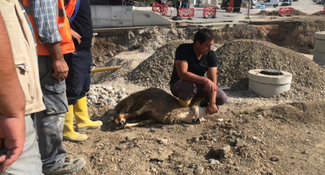 Otopark çöktü; can kaybı yok diye kurban kestiler
