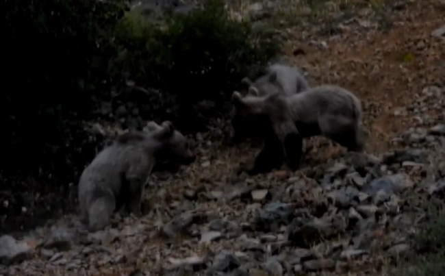 Tunceli'de bozayı ailesi görüntülendi