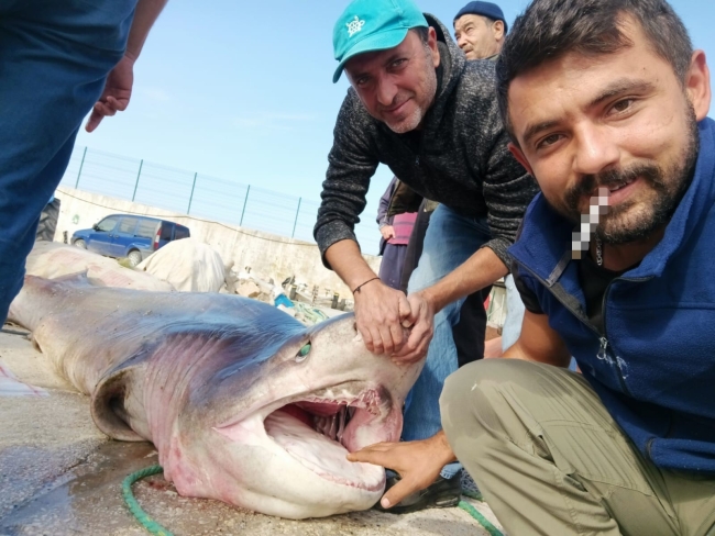 Marmaradan canavar çıktı!  1 tonluk köpekbalığı ile selfi çektirdiler