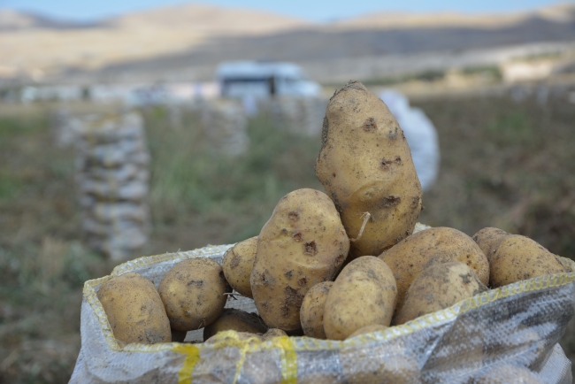 Yaylada patates hasadı sona erdi