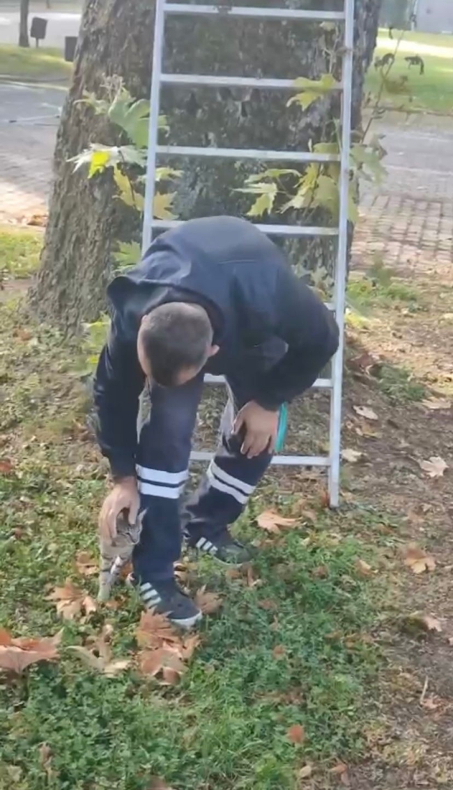 Bursa'da ağaçta mahsur kalan kedi kurtarıldı