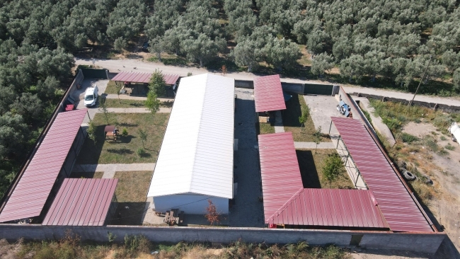 İznik'teki sokak hayvanları için tam teşekküllü merkez