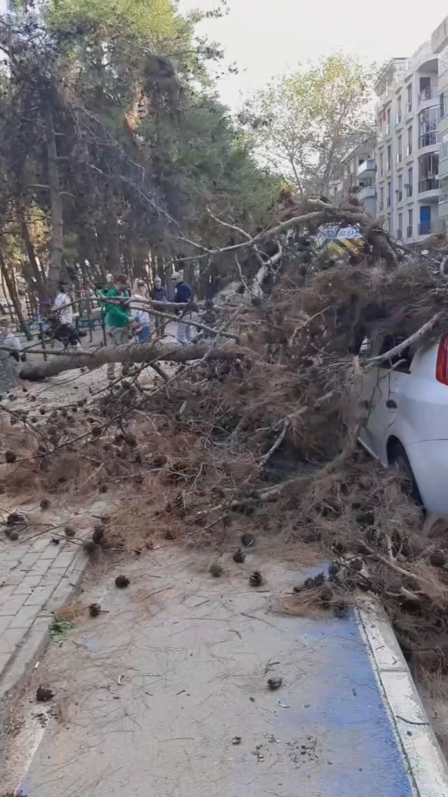 Bursa'da çürük ağaç otomobilin üzerine devrildi