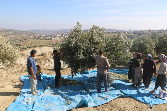 Devasa yarıkta hasat mücadelesi devam ediyor