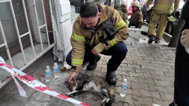 Dumandan etkilenen kedi kalp masajıyla kurtarıldı 