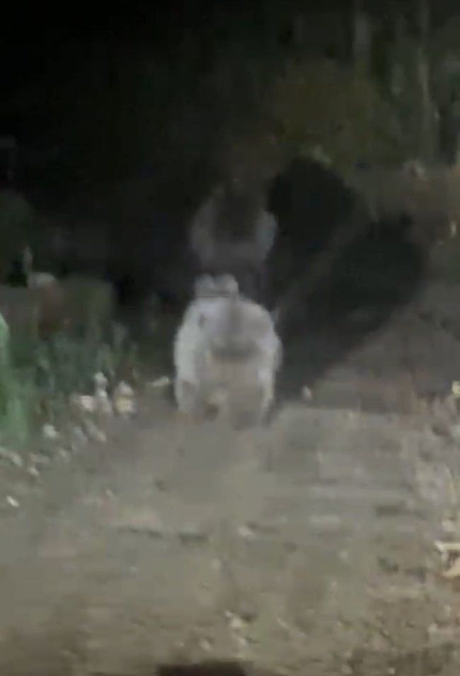Otomobilin önüne çıkan yavru ile anne ayı kamerada