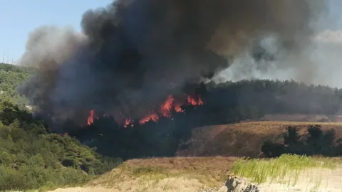 Çanakkale'deki orman yangınları ile ilgili korkunç bilanço