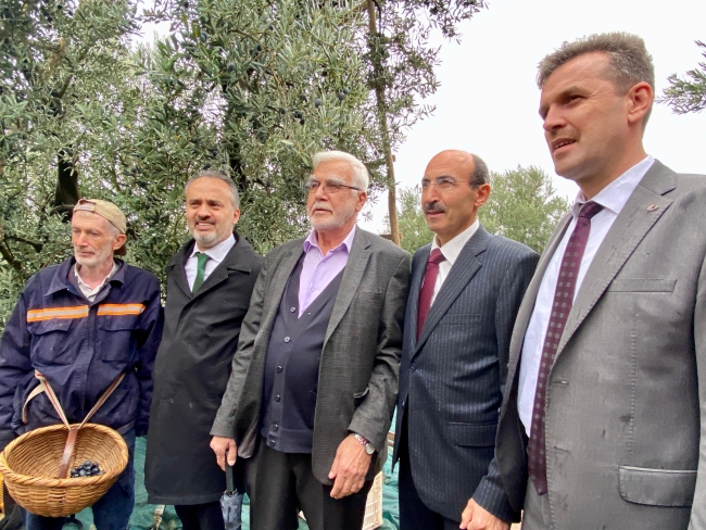 Coğrafi işaretli Gemlik zeytininde hasat zamanı! 