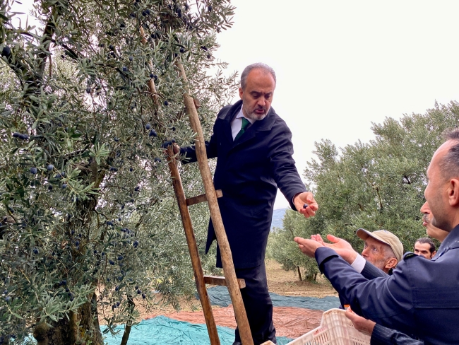 Coğrafi işaretli Gemlik zeytininde hasat zamanı! 