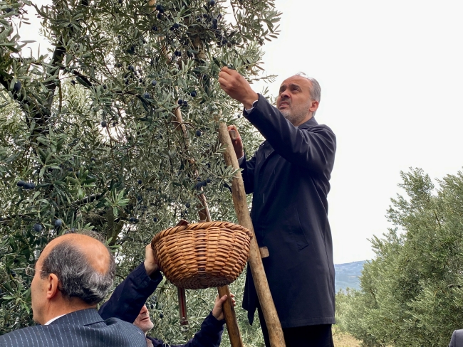 Coğrafi işaretli Gemlik zeytininde hasat zamanı! 