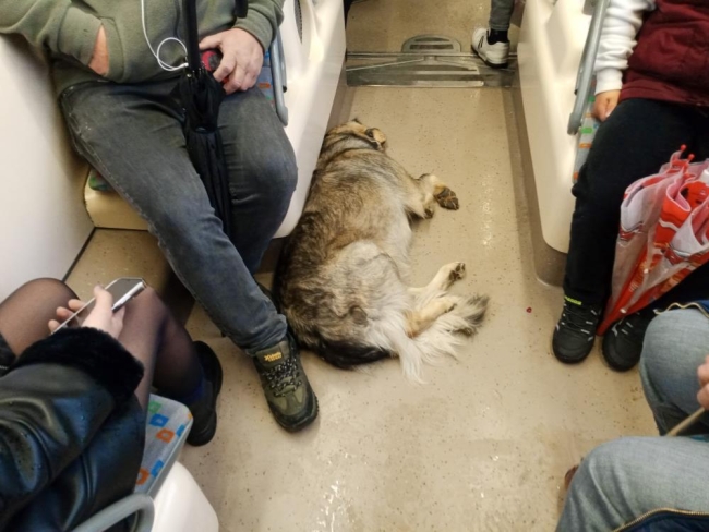 Dışarıda üşüyen köpek tramvaya sığındı