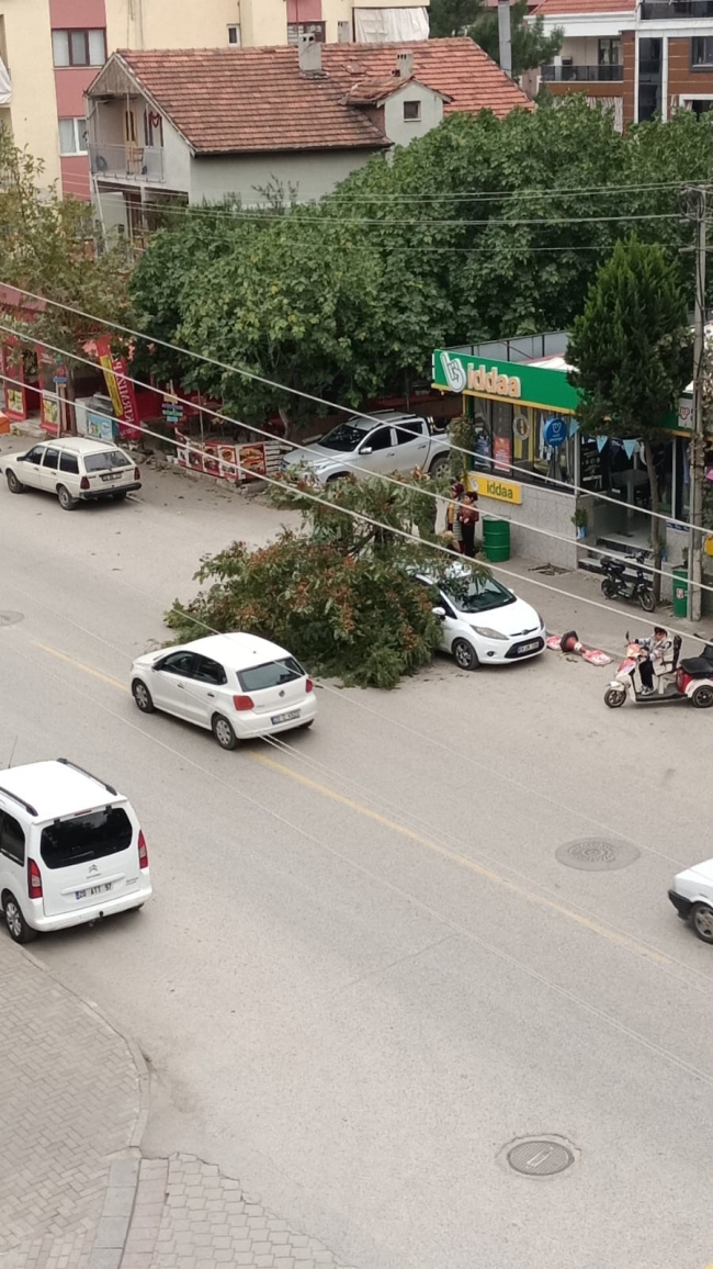 Denizli'de fırtına sebebi ile ağaç devrildi