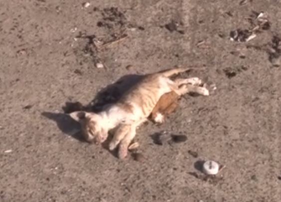 İstanbul'da birçok kedi dev dalgalar arasında boğuldu