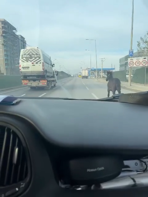 Bursa'da şaşırtan görüntü! Başıboş at adeta araçlarla yarıştı