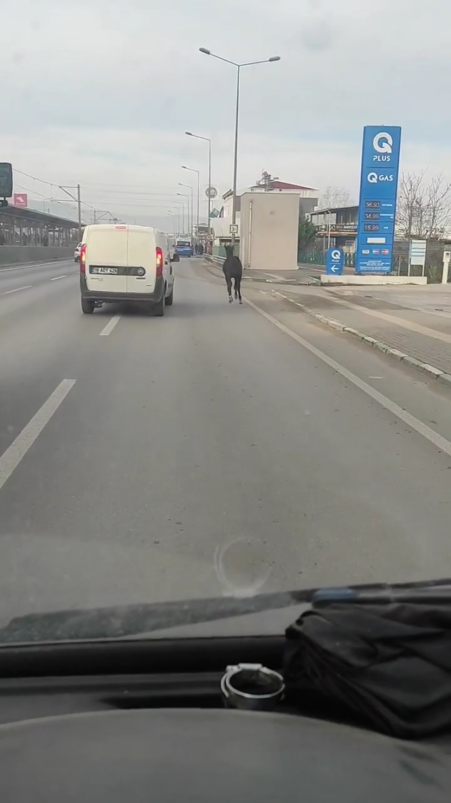 Bursa'da şaşırtan görüntü! Başıboş at adeta araçlarla yarıştı