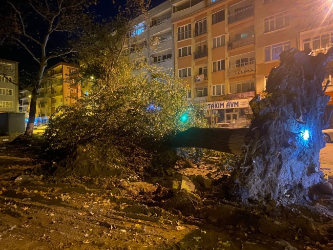 Bursa'da şiddetli lodos tarihi çınarları yıktı!