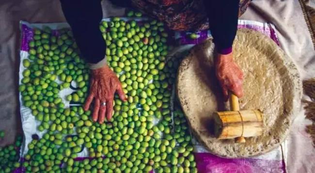 Türkiye'de zeytin yetiştiriciliği UNESCO'ya alındı
