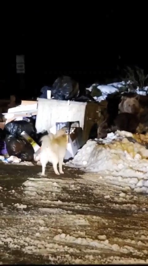 Uludağ'ın 'Uyuyamayan' ayı ailesinden bir vukuat daha!