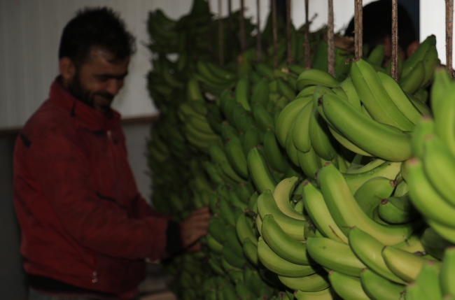 Muzda hasat sezonu başladı