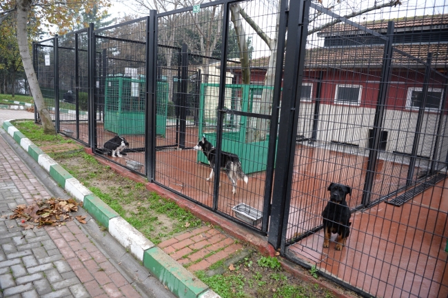 Osmangazi Belediyesi'nden sokak hayvanları için fazla mesai