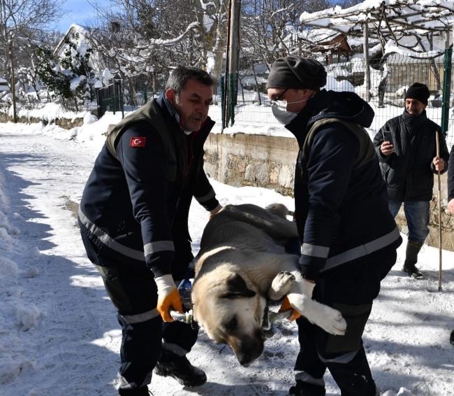Osmangazi Belediyesi'nden sokak hayvanları için fazla mesai
