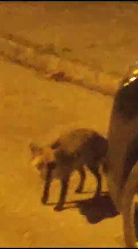 Aç kalan tilki Bursa sokaklarında