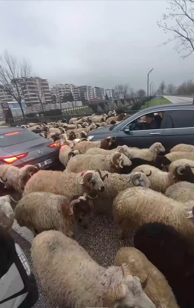 Bursa'da koyun sürüsü çevre yoluna çıktı!