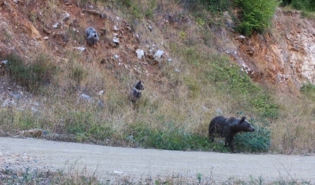 Bursa'da yaban anneler ve bebekleri foto kapana yakalandı
