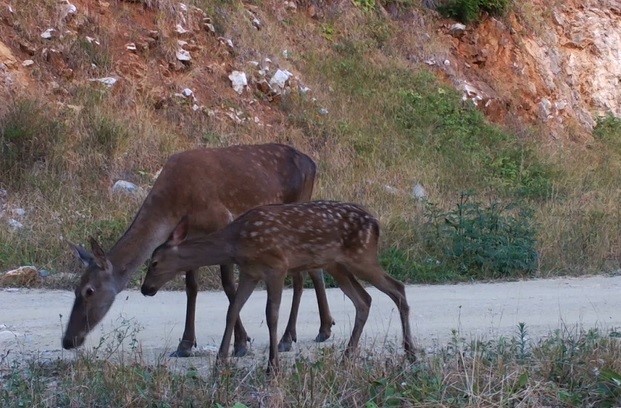 Bursa'da yaban anneler ve bebekleri foto kapana yakalandı