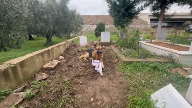 Evladı gibi baktığı köpeği 52 gündür mezarından ayrılmıyor